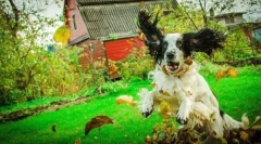 Orosz vadász spániel (fotó): a legnépszerűbb kutya vadászatra